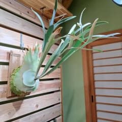 P. veitchii cv Lemoinei ベイチー レモイネイ - メルカリ