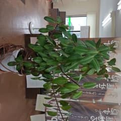 観葉植物 ゴムの木 - メルカリ