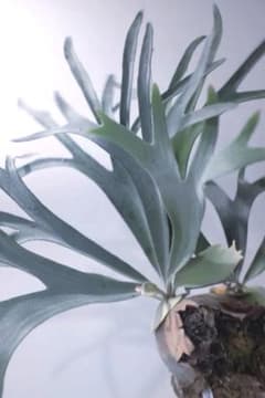 タグ付P. FSQ vp#5 ‘In Flames’ ビカクシダ　Vandaka タグ付P. FSQ vp#5 'In Flames' ビカクシダ Vandaka - メルカリ