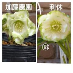 2） ddグリーンリップ加藤農園✖️dd利休 種子✨4粒✨匿名配送 - メルカリ
