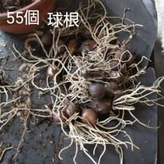 球根 約55個 ムスカリ、水仙？彼岸花のサムネイル