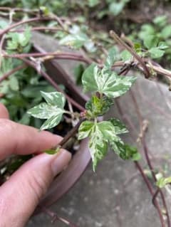 斑入りミニ朝顔の種10粒ほどのサムネイル