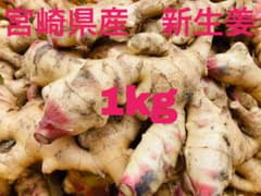宮崎県産新生姜 1kgのサムネイル