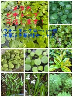 メダカビオトープがこれで完成♪水草＆浮き草9種セット♪のサムネイル