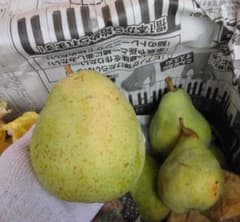 大小キズあり　箱込み4キロのサムネイル