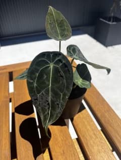アンスリウム　フォルゲッティ　観葉植物のサムネイル