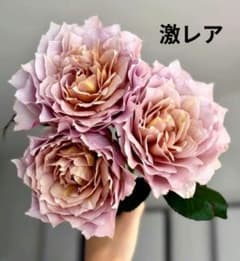激レア バラ苗 流通無し 強香茶バラ - メルカリ