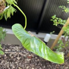 23 Zamora Queen ザモラクイーン Anthurium アンスリウム | Shop at