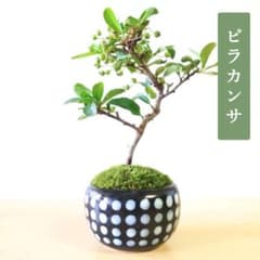 POTOCO ピラカンサ ピラカンサス 盆栽 観葉植物 陶器鉢 小品盆栽 苔玉