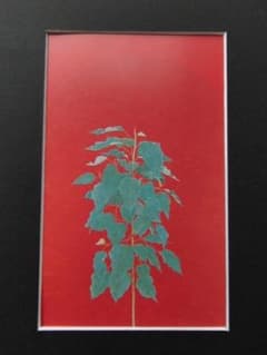 畠中光享、【仏のイメージ（菩提樹）】、希少な額装用画集より m72296651102_1.jpg?1701754404