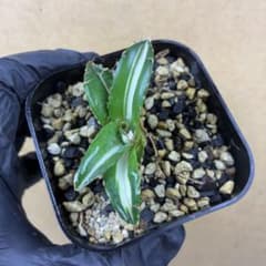 アガベ チタノタ 太陽神錦 白中斑 TC 極上美株 特選株 希少 - メルカリ