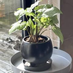 ★tay様専用★シンゴニウム ＋ハニーバニー 陶器鉢植え 受皿付2点のサムネイル