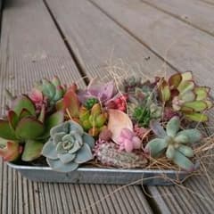 多肉植物カット苗のサムネイル