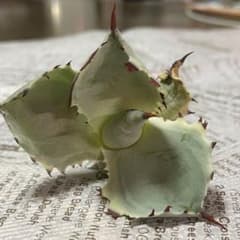 アガベ イシスメンシス 王妃兜蟹錦のサムネイル