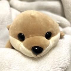 コツメカワウソ ぬいぐるみ 2等　江ノ島水族館のサムネイル