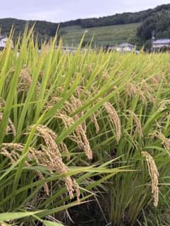 Hayashi Rice きぬむすめ 玄米 5kg 令和7年度産のサムネイル