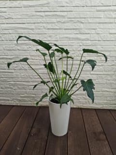 フィロデンドロン クッカバラ 鉢ごと発送 高さ63cm 観葉植物のサムネイル