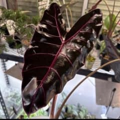 希少株 アロカシア ブラックサタン ピンクボーン 芋 - メルカリ