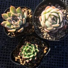 *多肉植物*　エケベリア　プリラータ　花月夜　美尼王妃晃　抜き苗　3苗セットのサムネイル