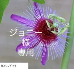 時計草　カスリノマイ（ジョニー様専用）のサムネイル