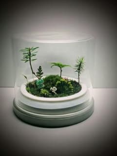 苔テラリウム カエルの王国シリーズのサムネイル