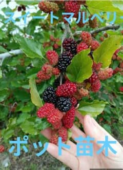 ②スイートマルベリー★桑★苗★無農薬★大粒のサムネイル