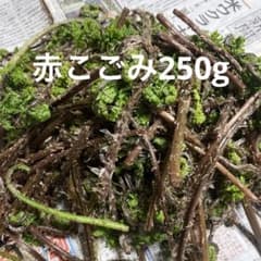山形県産の赤こごみ250g、無農薬、山菜のサムネイル