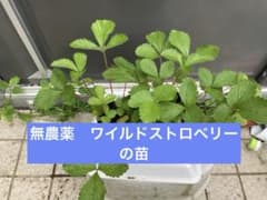 ワイルドストロベリー２ポット５〜７苗　無農薬のサムネイル