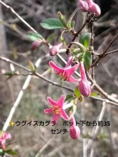 ✨️ウグイスカグラ（ポット苗） ポット下から約35センチのサムネイル