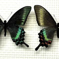 蝶標本 北海道産ミヤマカラスアゲハ春型♂♀ クリアケース入 - メルカリ