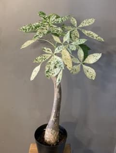 パキラ ミルキーウェイ 2 - メルカリ