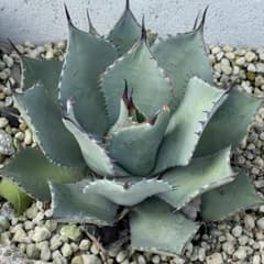 アガベ パリー 姫吉祥天 子株 検) オリザバ トランカータ 斑入り