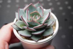 ストリクチフローラ　ノヴァ　エケベリア 多肉植物のサムネイル