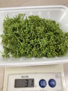山椒の花の蕾25gと新芽100gのサムネイル