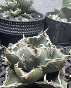 【親株出品】LIZE血統 清櫻 極上 lize血統】清櫻 子株 - メルカリ