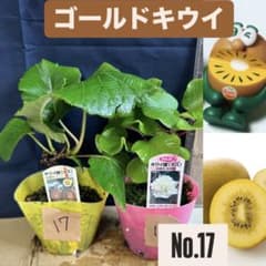 ゴールドキウイ　雄雌セット　No.17のサムネイル