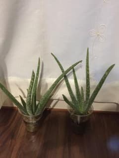 アロエベラ2株のサムネイル