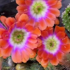 花サボテン カキコ1個♪ m72435405245_1.jpg?1750429443