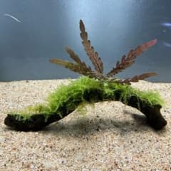 南米ウィローモス活着ピンナティフィダ付き流木 12cm - メルカリ