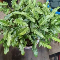 観葉植物 波状の葉 濃緑色クッカバラ写真尺鉢 大きめの波状葉観葉植物クッカバラ尺鉢80センチ四方 - メルカリ