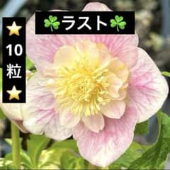 ❤️225❤️☘️ラスト☘️⭐️クリスマスローズ⭐️自然交配種子