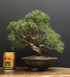 サービスオークション盆栽]真柏 - メルカリ