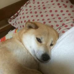 専用ページのサムネイル
