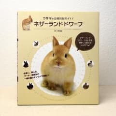 ネザーランドドワーフ 飼育ガイドのサムネイル