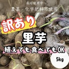 訳あり里芋 5kg 植えても食べてもOK 芽出し済み 農薬・化学肥料不使用のサムネイル