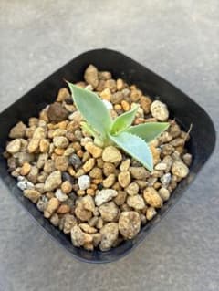 アガベ イシスメンシス　子株 観葉植物のサムネイル