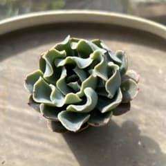 多肉植物　エケベリア ブルーフリルズ　フリルエケ　抜き苗のサムネイル
