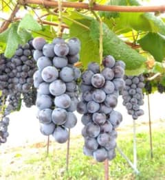 山形県産スチューベン2kg前後(箱抜きの重さ)のサムネイル
