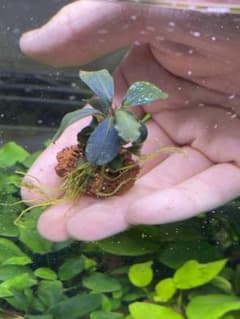 ブセファランドラspティア 溶岩石付き　1株のサムネイル