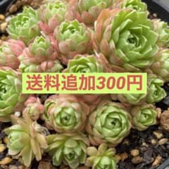 送料のサムネイル
